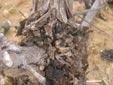 Trabajos de campo con Agrobacterium sp. 4