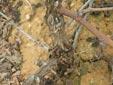 Trabajos de campo con Agrobacterium sp. 5