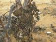 Trabajos de campo con Agrobacterium sp. 6