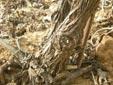 Trabajos de campo con Agrobacterium sp. 7