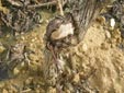 Trabajos de campo con Agrobacterium sp. 8