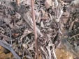 Trabajos de campo con Agrobacterium sp. 10