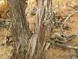 Trabajos de campo con Agrobacterium sp. 3