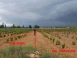 Tratamientos comparativos Enfermedades de la Madera 2