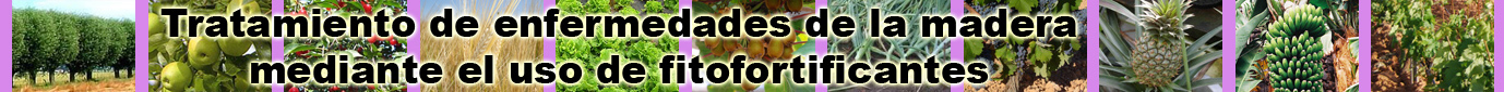 Enfermedades de la madera