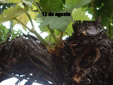 Formaci�n de estructuras meristem�ticas de novo 2