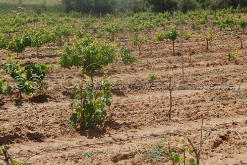 Enfermedades de la madera