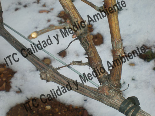 Granizo: Tratamiento curativo cicatrizante 141 granizonotratada02