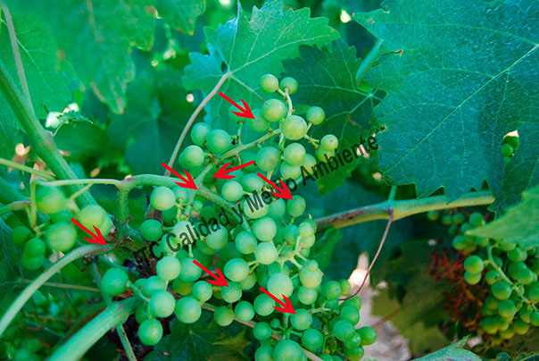 Destrucción de agallas o tumoraciones de Agrobacterium en plantas de vid (Vitis vinifera) mediante la aplicación de fitofortificantes.net Destrucción de agallas o tumoraciones de Agrobacterium en plantas de vid (Vitis vinifera) mediante la aplicación de fitofortificantes.net