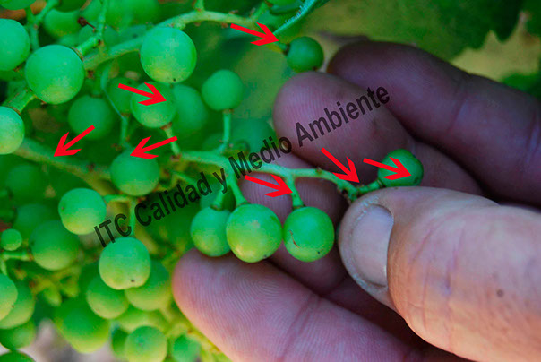 Destrucción de agallas o tumoraciones de Agrobacterium en plantas de vid (Vitis vinifera) mediante la aplicación de fitofortificantes.net Destrucción de agallas o tumoraciones de Agrobacterium en plantas de vid (Vitis vinifera) mediante la aplicación de fitofortificantes.net