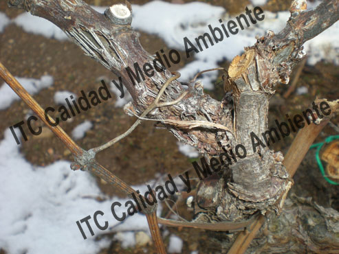 Granizo: Tratamiento curativo cicatrizante 142 granizonotratada03