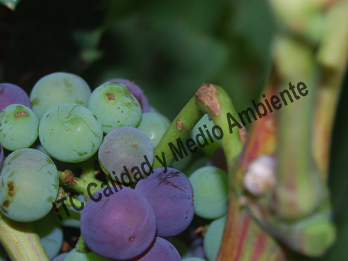 Granizo: Tratamiento curativo cicatrizante 191 tratadaracimo02
