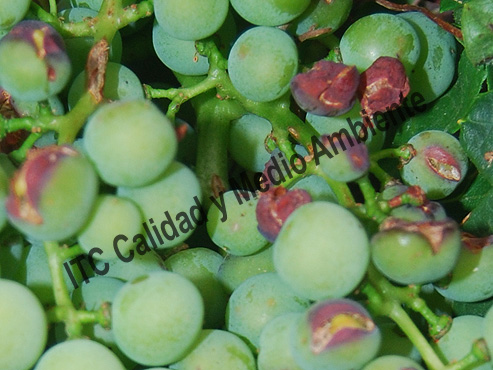 Granizo: Tratamiento curativo cicatrizante 194 tratadaracimo05