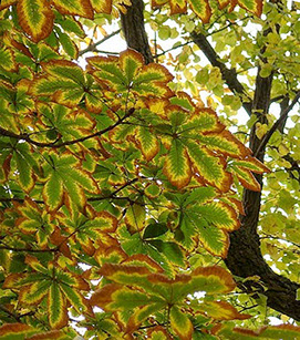 Metodología en el tratamiento contra Enfermedades vasculares: daños foliares observados en castaño (Castanea sativa) afectador por la seca (Phytophthora cinnamomi)