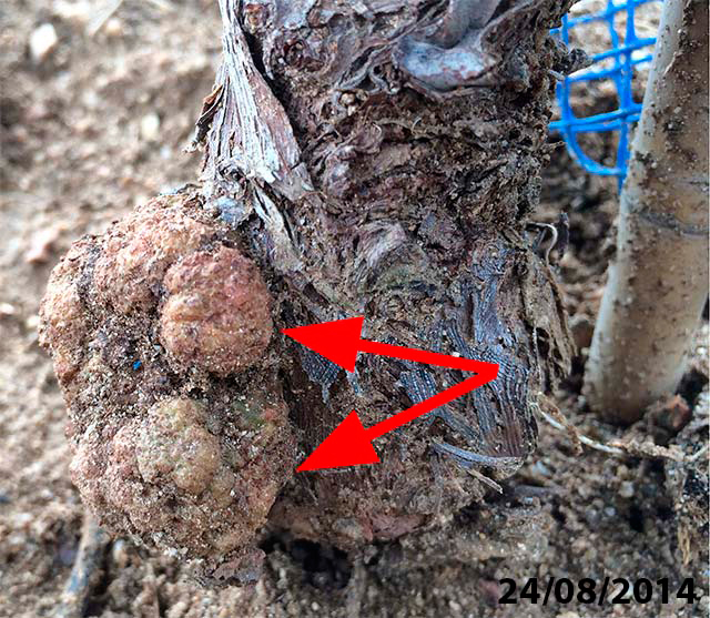 Metodología en el tratamiento contra Agrobacterium: Seguimiento del Proceso de destrucción de Agrobacterium. Fase I, inicio del tratamiento 24/8/2014. Cultivo de Vid.