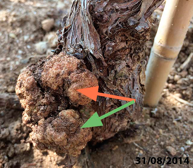 Metodología en el tratamiento contra Agrobacterium: Seguimiento del Proceso de destrucción de Agrobacterium. Fase II, inicio del proceso de necrosis del tumor 31/8/2018.  Cultivo de Vid.