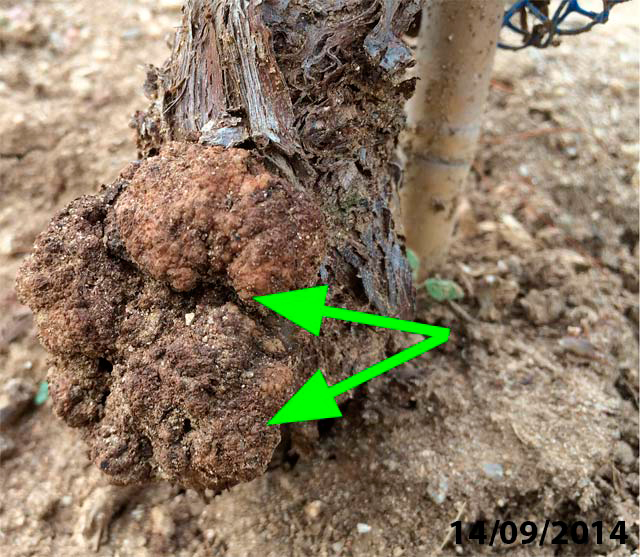 Metodología en el tratamiento contra Agrobacterium: Seguimiento del Proceso de destrucción de Agrobacterium. Fase IV, Proceso aislamiento vascular y destrucción por inanición e imposibilidad de crecimiento de Agrobacterium 14/9/2018.  Cultivo de Vid.