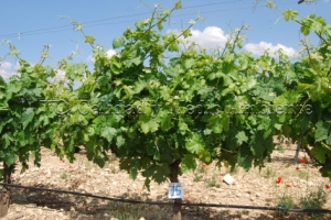 20/06/2010 Control de la inducción de racimos tras cumplir el Programa de trabajo.- Nº de racimos: 22- La imagen procede de una parcela en la D.O. Ribera de Duero, variedad Tempranillo en espaldera con 11 años.