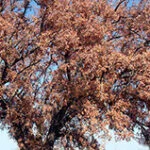 Metodología en el tratamiento contra Enfermedades vasculares: muerte de árboles de roble o quejigo (Quercus faginea) afectador por la seca (Phytophthora cinnamomi).