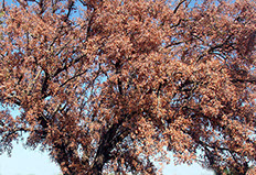 Metodología en el tratamiento contra Enfermedades vasculares: muerte de árboles de roble o quejigo (Quercus faginea) afectador por la seca (Phytophthora cinnamomi).