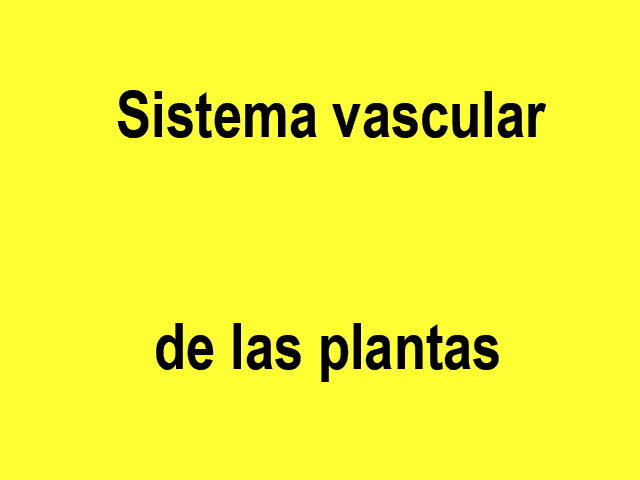 01videosistemavasculardelasplantas