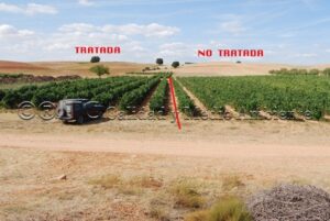 Parcela de vid afectada por yesca: Comparativa dentro de la misma propiedad entre subparcela tratada con nuestra metodología y la subparcela control