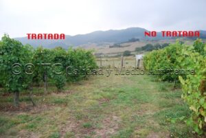 Parcela de vid afectada por yesca: Comparativa dentro de la misma propiedad entre subparcela tratada con nuestra metodología y la subparcela control