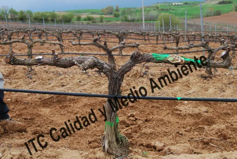 Estudio de la Curación de las Enfermedades Vasculares: Evolución del cultivo durante varias campañas 11 Estudio de la curación de las EMV: Campaña 2011: Cuarto año de tratamientos. Obsérvese la correcta formación de pulgares, equilibrado en el diámetro de los pámpanos, brazos perfectos y la eliminación por parte del viticultor de los antiguos pulgares. Los puntos marcados sobre la línea de goteo (!la línea de goteo se desplaza con los años!) se corresponde con pulgares sin brotación, perdidos en campañas anteriores (2007 y anteriores). Parcela plantada en la campaña 2000. Daños provocados por Enfermedad de Petri.