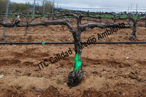 Estudio de la Curación de las Enfermedades Vasculares: Evolución del cultivo durante varias campañas 12 Estudio de la curación de las EMV: Campaña 2012: Quinto año de tratamientos. Obsérvese la correcta formación de pulgares, equilibrado en el diámetro de los pámpanos, brazos perfectos y el progreso adecuado de la planta. Los puntos marcados sobre la línea de goteo (!la línea de goteo se desplaza con los años!) se corresponde con pulgares sin brotación, perdidos en campañas anteriores (2007 y anteriores). Parcela plantada en la campaña 2000. Daños provocados por Enfermedad de Petri.