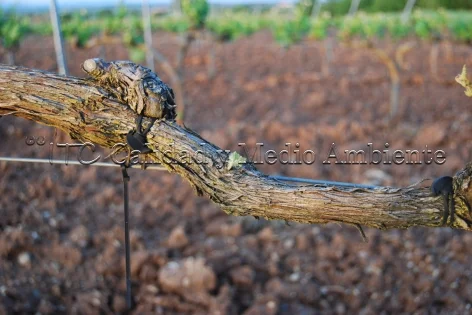 Metodología en el tratamiento contra Enfermedades de la Madera de la Vid (EMV): Presencia de brotes a lo largo de todo el brazo, tanto en su longitud como en su espacio (tridimensionalidad) provocados por la renovación de tejidos vasculares que a su vez induce la reactivación de la movilidad de savia.