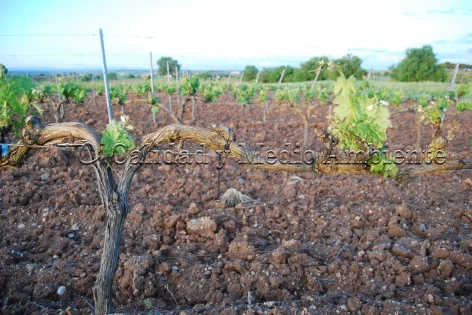 Metodología en el tratamiento contra Enfermedades de la Madera de la Vid (EMV): Presencia de brotes a lo largo de todo el brazo, tanto en su longitud como en su espacio (tridimensionalidad) provocados por la renovación de tejidos vasculares que a su vez induce la reactivación de la movilidad de savia.