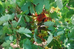 Activación de la acumulación de polifenoles sólo en aquellos pámpanos sobre los que de forma intencionada se aplicó para la aceleración de la maduración. Las aplicaciones se realizaron con equipo manual de aplicaciones para dirigir a determinadas zonas de la planta y de esta forma poder realizar el seguimiento que se muestra. Imágenes procedente de parcela de vid, en D.O. Ribera del Duero, estructura en vaso y edad 54 años.