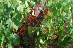 Activación de la acumulación de polifenoles sólo en aquellos pámpanos sobre los que de forma intencionada se aplicó para la aceleración de la maduración. Las aplicaciones se realizaron con equipo manual de aplicaciones para dirigir a determinadas zonas de la planta y de esta forma poder realizar el seguimiento que se muestra. Imágenes procedente de parcela de vid, en D.O. Ribera del Duero, estructura en vaso y edad 54 años.