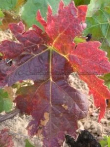 Acumulación de polifenoles en la hoja que recibió el tratamiento. Cabe destacar cómo las hojas que la rodean mantienen el color verde, salvo en las zonas  más cercanas a esta por haber recibido en la aplicación una ligera cantidad de los productos. Las aplicaciones se realizaron con equipo manual de aplicaciones para dirigir a determinadas zonas de la planta y de esta forma poder realizar el seguimiento que se muestra. Imágenes procedente de parcela de vid, en D.O. Ribera del Duero, estructura en vaso y edad 54 años.
