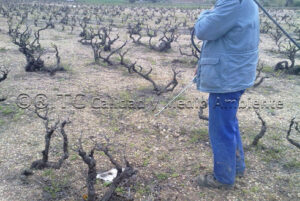 Metodología en el tratamiento contra Enfermedades de la Madera de la Vid (EMV) a través del suelo.