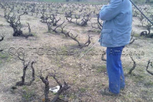 Metodología en el tratamiento contra Enfermedades de la Madera de la Vid (EMV) a través del suelo.