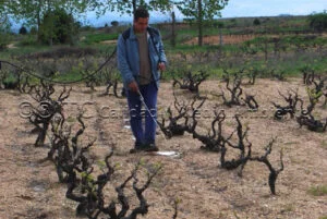 Metodología en el tratamiento contra Enfermedades de la Madera de la Vid (EMV) a través del suelo.