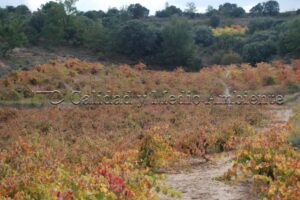 Metodología en el tratamiento contra Enfermedades de la Madera de la Vid (EMV) a través del suelo.