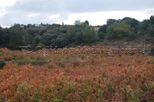 Metodología en el tratamiento contra Enfermedades de la Madera de la Vid (EMV) a través del suelo.