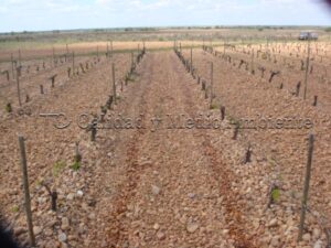 Metodología en el tratamiento contra Enfermedades de la Madera de la Vid (EMV) a través del suelo.