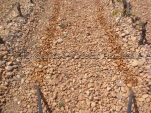 Metodología en el tratamiento contra Enfermedades de la Madera de la Vid (EMV) a través del suelo.