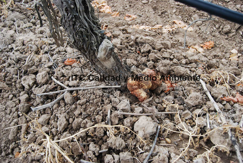 Metodología en el tratamiento contra Agrobacterium: Presencia de agallas de Agrobacterium en el área de injerto. Tempranillo y Richter 110 en espaldera. 