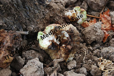 Metodología en el tratamiento contra Agrobacterium: Presencia de agallas de Agrobacterium en pleno desarrollo en el área de injerto de vid. Tempranillo y Richter 110 en espaldera. 