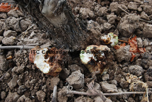 Metodología en el tratamiento fitofortificante contra Agrobacterium: Presencia de agallas de Agrobacterium en pleno desarrollo en el área de injerto. Tempranillo y Richter 110 en espaldera.