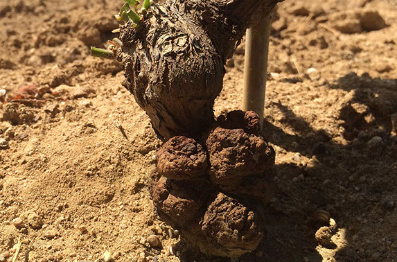 Metodología en el tratamiento contra Agrobacterium: Necrosis completa del Área en crecimiento de Agrobacterium mediante la inducción de los Sistemas de defensa vegetal y la escisión de la agalla del Sistema Vascular de la plantas. Cultivo de Vid.