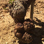 agrobacterium9228x151