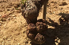 Curar Agrobacterium