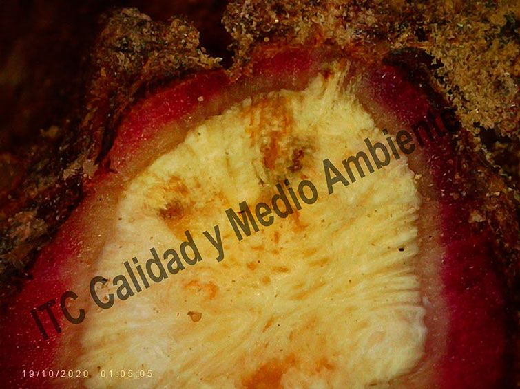 Metodología en el tratamiento contra Agrobacterium: Detalle a la lupa de la Invasión de metabolitos secundarios sintetizados por la planta en toda la zona en crecimiento de la agalla de Agrobacterium. Detalle del Área del injerto.