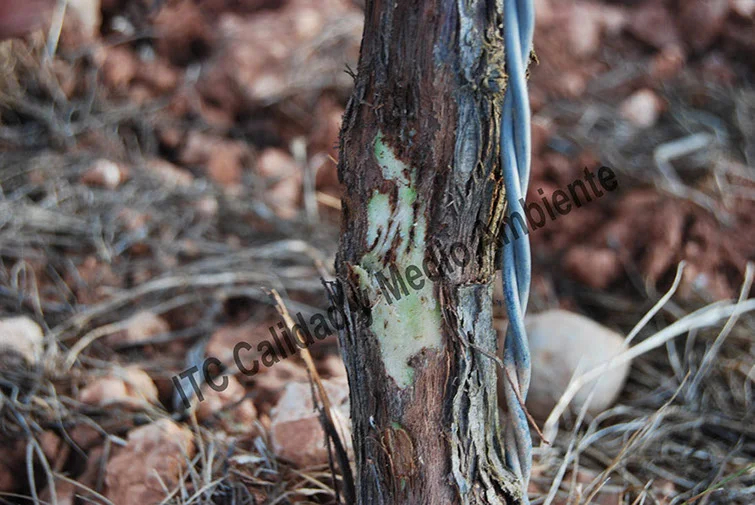 Buscador del Método de tratamiento más eficaz según la especie / enfermedad vascular que afecta al cultivo 3 Consecuencias de la presencia de Agrobacterium vitis y Agrobacterium tumefaciens en vid (Vitis vinifera). Obsérvese la presencia de estructuras vasculares falsas que no se corresponden a la formación de madera propia de la especie.