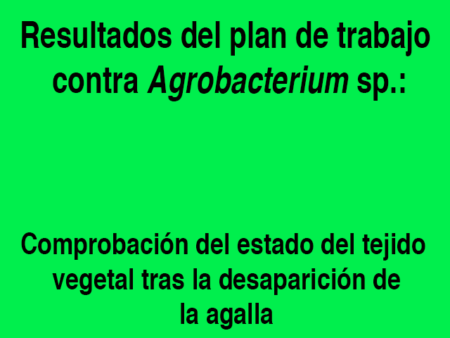 agrobacteriumweb2